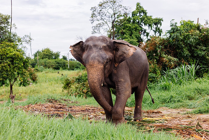 Sri Lanka